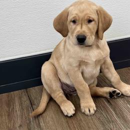 Labrador Retriever Puppies from Branley's Riverside Labradors