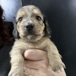 Jimbo Boy 1 - Cream male Dachshund puppy in Bigfork, Minnesota from Dachshunds Up North