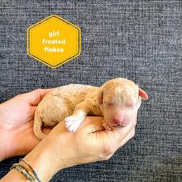 Frosted Flakes - Cream female Goldendoodle puppy in Cambridge, Minnesota from Country Meadow Doodles