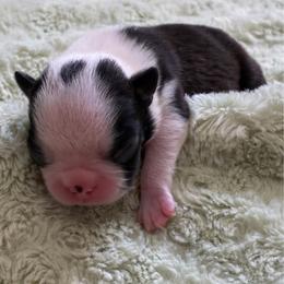 Chase - Seal and white male Boston Terrier puppy in Ringgold, Georgia from A-K Boston Terriers
