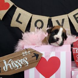 Boxer Puppies from WildRiver Boxers