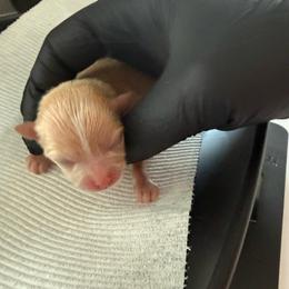 Female- light pink - Cream sable parti female Pomeranian puppy in Cheektowaga, New York from Buffalo Pomeranians 716