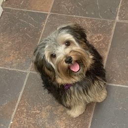 Trixie - Yorkshire Terrier