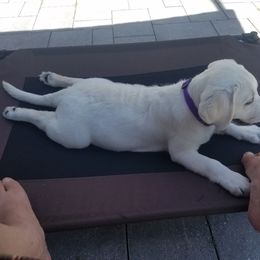 Labrador Retriever Puppies from Lady M Labradors