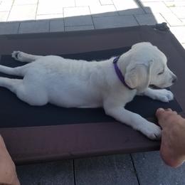 Labrador Retriever Puppies from Lady M Labradors