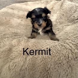 Kermit - Black and tan male Yorkshire Terrier puppy in Goode, Virginia from Glass Hill Yorkies