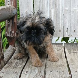 Brussels Griffon Puppies from Carol Johnson