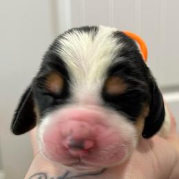 KitKat - Red and white female Basset Hound puppy in Kingsport, Tennessee from Bear’s Bassets