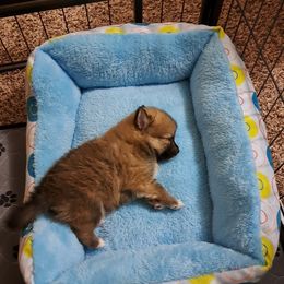 Pomeranian Puppies from Wisco Poms