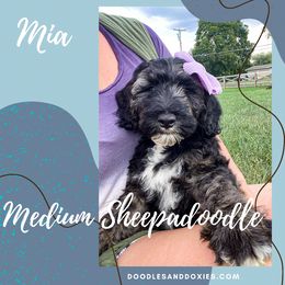 Bernedoodles, Dachshunds, Goldendoodles, and Sheepadoodles from Doodles & Doxies
