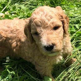 Goldendoodles from Spurgeon Creek Family Doodles