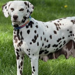 Bronco - Dalmatian