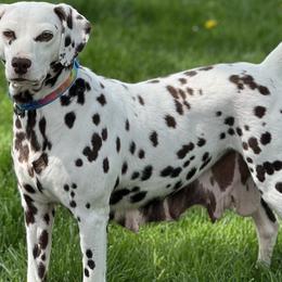 Bronco - Dalmatian