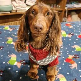 Emma - Dachshund