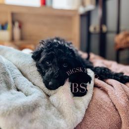 Blue collar - Black and tan male Cockapoo puppy in Missoula, Montana from Big Sky Cockapoos