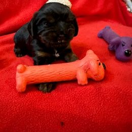 Cavalier King Charles Spaniel Puppies from DunEakins Cavaliers