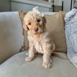 Ginger - Cream female Labradoodle puppy in Newark, Ohio from Raising Doodles