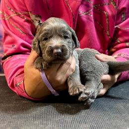 Purple - Blue female Weimaraner puppy in Aitkin, Minnesota from Whispering’s GunDogs