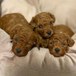 Poodle puppies from Noble Pets