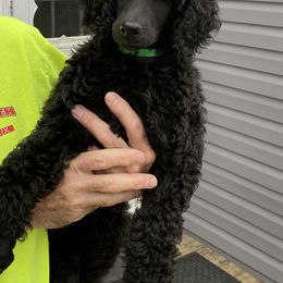 Girl 1 - Poodle puppy in Frankfort, Ohio from Fierce Standard Poodles