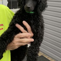 Girl 1 - Poodle puppy in Frankfort, Ohio from Fierce Standard Poodles