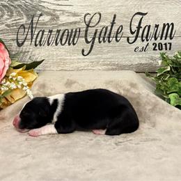 Solo - Black and white male Border Collie puppy in Moody, Texas from Narrow Gate Farm