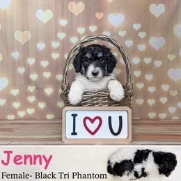Jenny - Phantom female Poodle puppy in Kenyon, Minnesota from Country Breeze Poodles