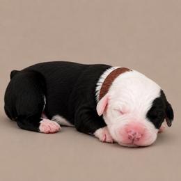 Brown collar - Gray and white male Old English Sheepdog puppy in Mesa, Arizona from Desert Sheepies and Doodles