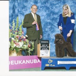 Biewer Terrier and Poodle All Grown Up from Dakota Ice Ice Baby Poodles