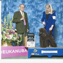 Biewer Terrier and Poodle All Grown Up from Dakota Ice Ice Baby Poodles