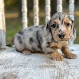 Sterling - Dapple male Dachshund puppy in Mascot, Tennessee from Magnolia Pearl Dachshunds