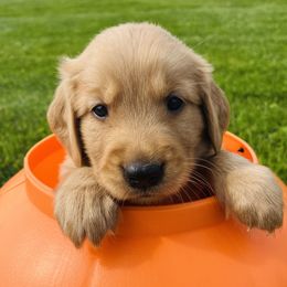 London - Golden male Golden Retriever puppy in Blackfoot, Idaho from Ivy’s Goldens