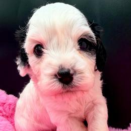 Lumie - Tri-color female Cavapoo puppy in Cameron, South Carolina from Sassy Sailor & Company