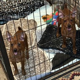Miniature Pinscher Puppies from Hat Trick Miniature Pinschers