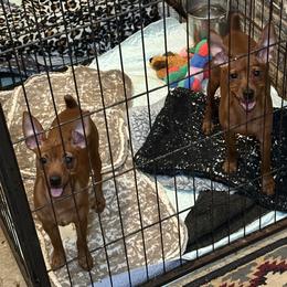 Miniature Pinscher Puppies from Hat Trick Miniature Pinschers