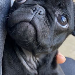 French Bulldogs and Pugs from Frankspugs72