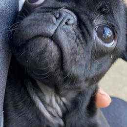 French Bulldogs and Pugs from Frankspugs72
