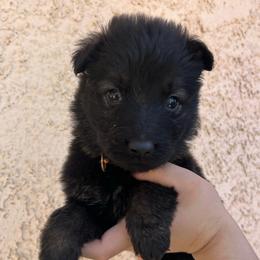 Orange Collar Female - Coco - Sable female German Shepherd puppy in Adelanto, California from Würdighaus Kennels