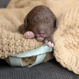 Britta - Brown female Poodle puppy in Prattville, Alabama from Jericho Junction Doodles and Poodles
