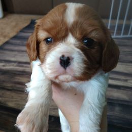 Cavalier King Charles Spaniels from Loving Companion Cavaliers