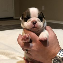 English Bulldog Puppies from Ruza's Bulldogs