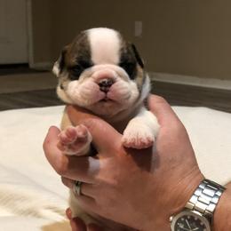 English Bulldog Puppies from Ruza's Bulldogs
