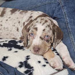 Catahoula Leopard Dog and Pembroke Welsh Corgi Puppies from Peach Tree/Shoreline Catahoulas & Corgis