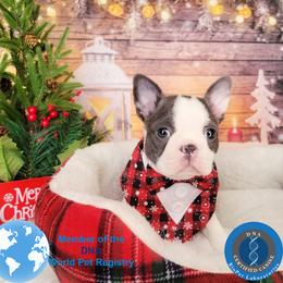 Boston Terrier Puppies from Our Gang Bostons