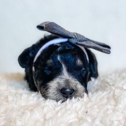 Bernedoodle Puppies from Beary Sweet Doodles