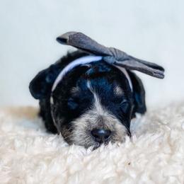 Bernedoodle Puppies from Beary Sweet Doodles