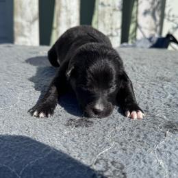 Skor - Black tri-color female Australian Shepherd puppy in Laotto, Indiana from Circle B working Aussies