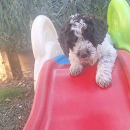 Boy 4 - Brown roan male Lagotto Romagnolo puppy in Salida, California from Harper's Lagotti