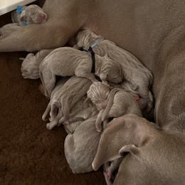 Weimaraner Puppies from Trax Weimaraners