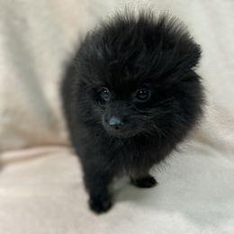 Bandit - Blue and tan male Pomeranian puppy in Silver Springs, Florida from Gigi’s Pocket Poms